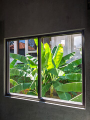 window with banana leaves, window with leaves, window in the garden