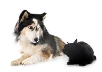 siberian husky and cat in studio