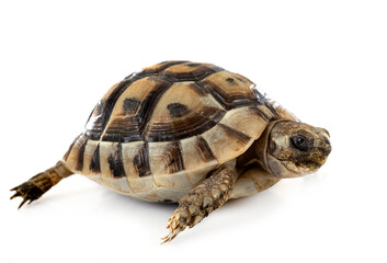 Naklejka premium Greek tortoise in studio