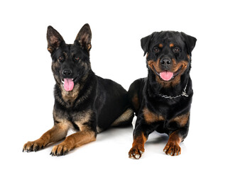 Fototapeta premium young german shepherd and rottweiler