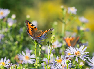 Small Tortoiseshell butterfly, Aglais urticae, on a flower of New York Aster, Symphyotrichum novi-belgii, on a sunny autumn day, the other butterfly on a background