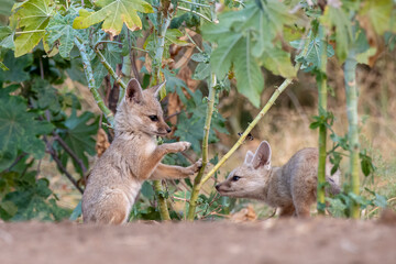 Pups of Bengal fox or Vulpes bengalensis observed near Nalsarovar in Gujarat