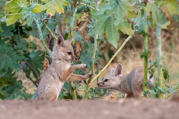 Naklejka na ściany i meble Pups of Bengal fox or Vulpes bengalensis observed near Nalsarovar in Gujarat