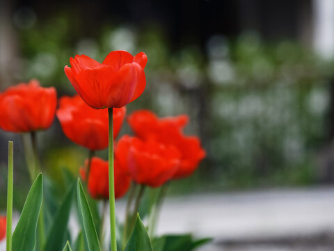red tulips in the garden. easter background with flowers