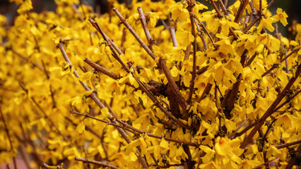 forsythia bush closeup. bright yellow blossom in spring