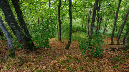 explore wilderness scenery of carpathian forests. path among the trees. nature background with green foliage