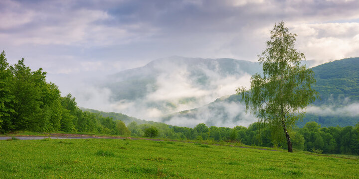 carpathian countryside with forested hills. view in to the distant valley full of fog. cloudy morning in springtime