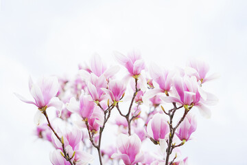 Blooming magnolia tree in spring on pastel sky background