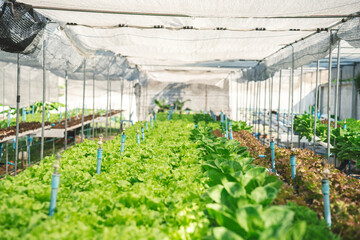 Fresh lettuce vegetable in organic vegetable greenhouse. Small business organic farm for salad healthy food.