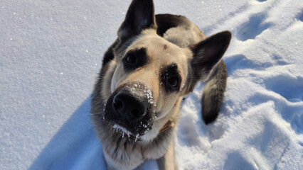 Dog German Shepherd in a winter day and white snow arround. Waiting eastern European dog veo and white snow