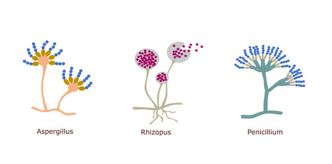 Simple illustration of three different microscopic fungus (Aspergillus, Rhizopus, and Penicillium) © Ekky