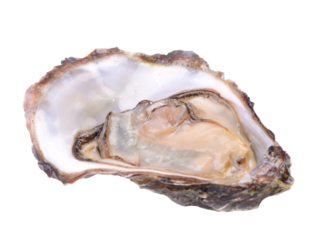 Oyster on a white background