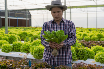 Hydroponics Vegetable Concepts Asian young man inspecting and picking fresh lettuce On the farm, see the harvesting process and check the quality of vegetables for harvest and sale.