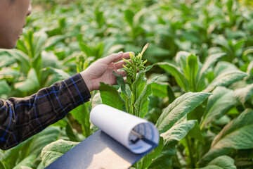 An Asian man inspects tobacco leaves in a tobacco plantation for quality and size before harvesting to meet industry standards before being cut and sent to the cigarette factory.
