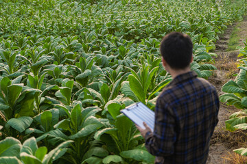 An Asian man inspects tobacco leaves in a tobacco plantation for quality and size before harvesting to meet industry standards before being cut and sent to the cigarette factory.