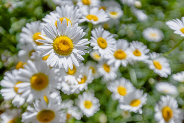 Chamomile flower close-up on a blurry background.