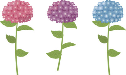 カラフルな紫陽花02