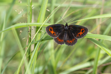 The Scotch argus ( Erebia aethiops ), brown butterfly