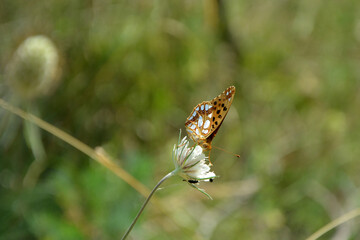 A beautiful butterfly on a white flower in summer