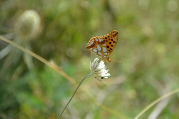 Issoria lathonia butterfly on a white flower.