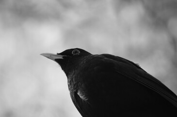 raven on a branch