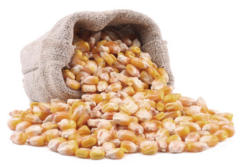 Corn isolated on white background