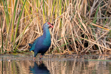 Grey-headed swamphen or Porphyrio poliocephalus observed in Nalsarovar in India