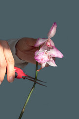 Pruning damaged orchid flowers with scissors. Home gardening, orchid breeding. Dry deep purple flower. Insects, pests of indoor plants, death of orchids, close up, vertical view.