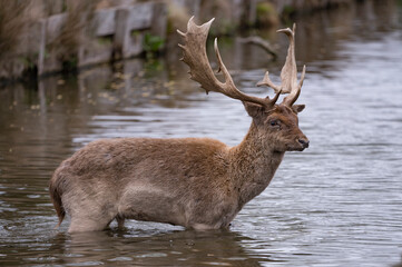 Naklejka na ściany i meble Young stag deer braving the cold water
