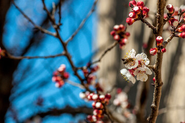 Arbre fruitier en fleur au printemps.	