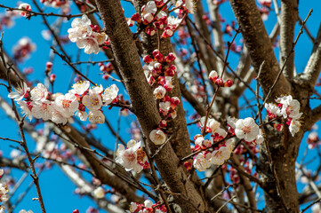 Arbre fruitier en fleur au printemps.	