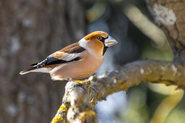 The Hawfinch (Coccothraustes coccothraustes) sitting on a tree branch