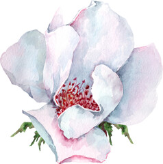 Rosehip flower. Wild Rose. Watercolor.