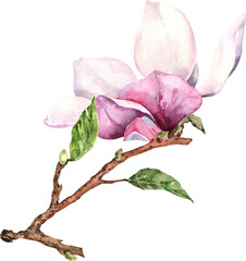 Magnolia branch. Magnolia flower. Watercolor.