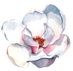 Magnolia flower. Watercolor.