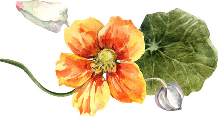Nasturtium flower. Watercolor illustration.