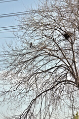 arbol con ave y nido