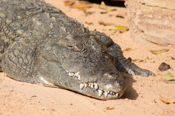 Cocodrilo