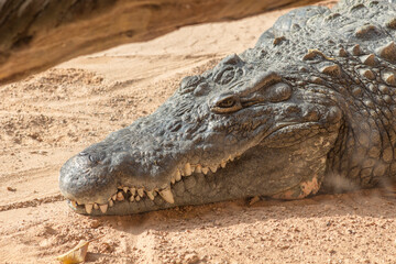 Cocodrilo