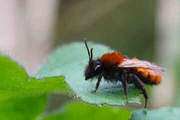 Closeup on a colorful red and black female Tawny mining bee , Andrena fulva sitting on a green leaf