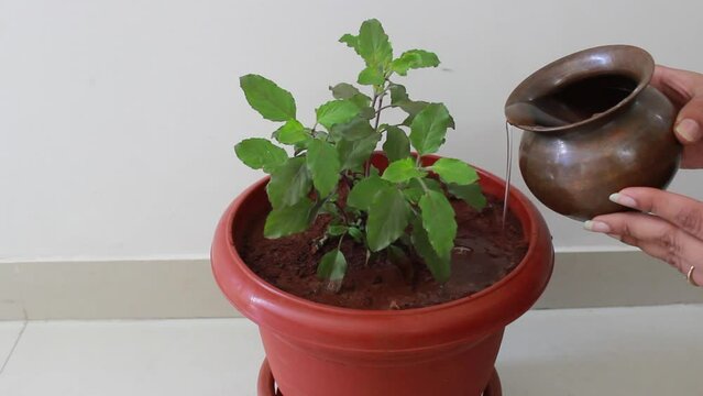 Watering tulsi the holy basil plant to grow more and fresh. Gardening. Worshiping Basil, Tulsi, for the religious purpose but giving water to it. Basil can be eaten. 