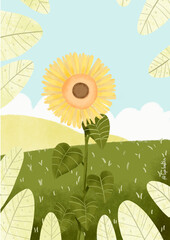 sunflowers in the field