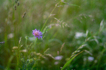 flowers in the garden