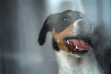 Dog licking a window