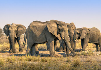 Fototapeta na wymiar Herd of Elephants - African Wildlife, Africa
