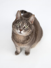 Obraz premium Gatita Gris