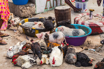 Traditional market for small animals like chickens and piglets on Cape Verde island Santiago