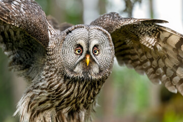 Great grey owl closeup in forest scenery