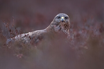 Common buzzard in the bog scenery