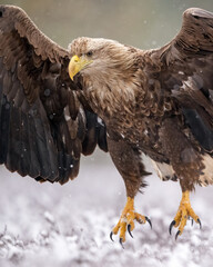 White-tailed eagle closeup in landing, visible claws